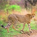 cheetah in hluluwe